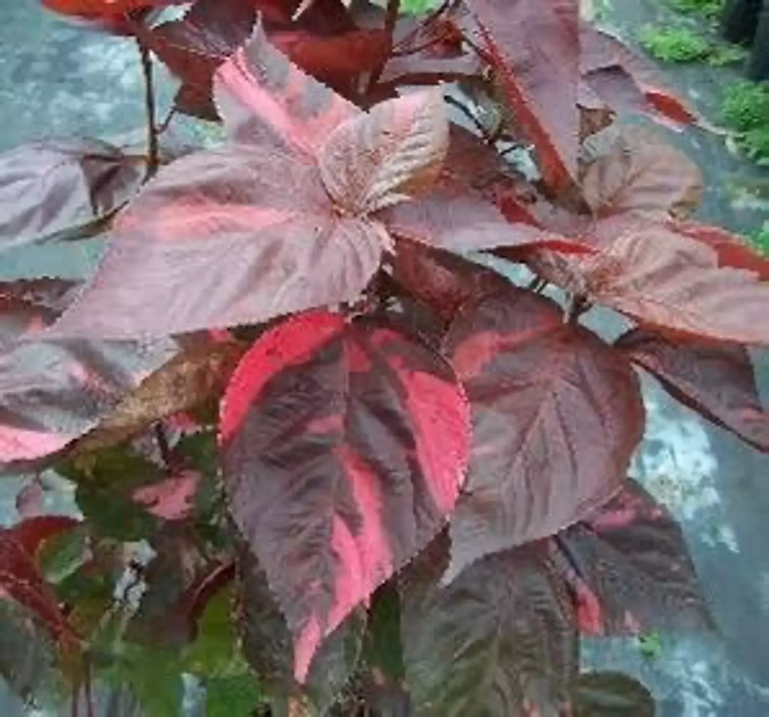 Copper Leaf) Acalypha) 3