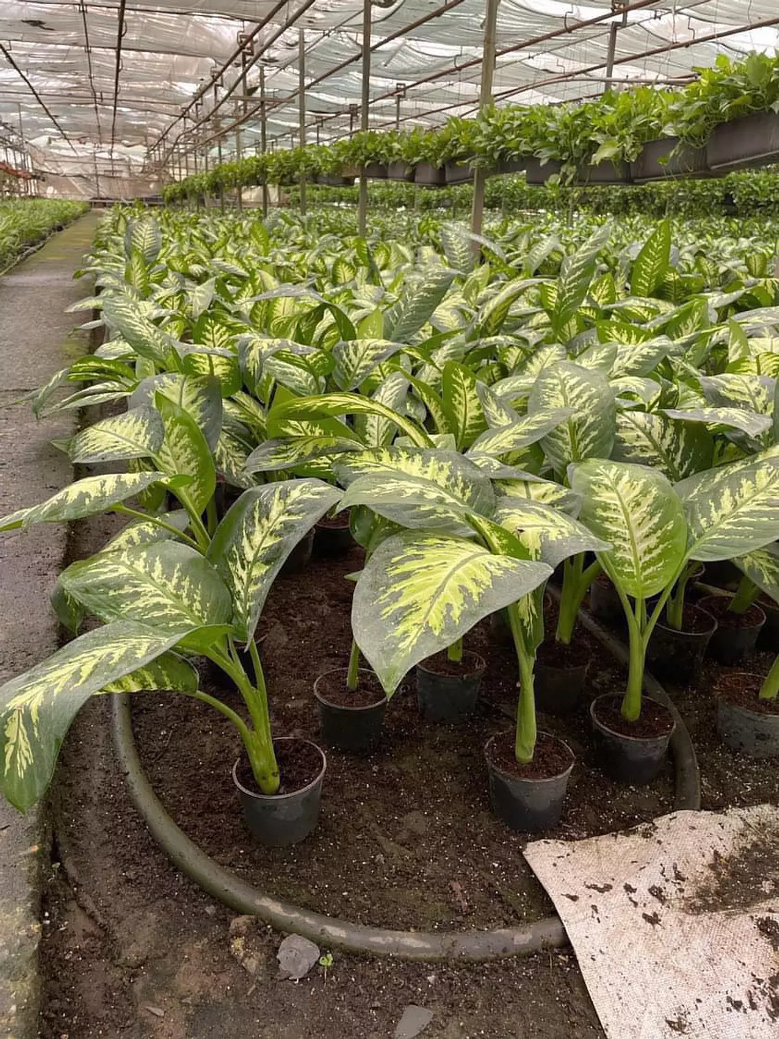 Dieffenbachia Tropic Snow 2