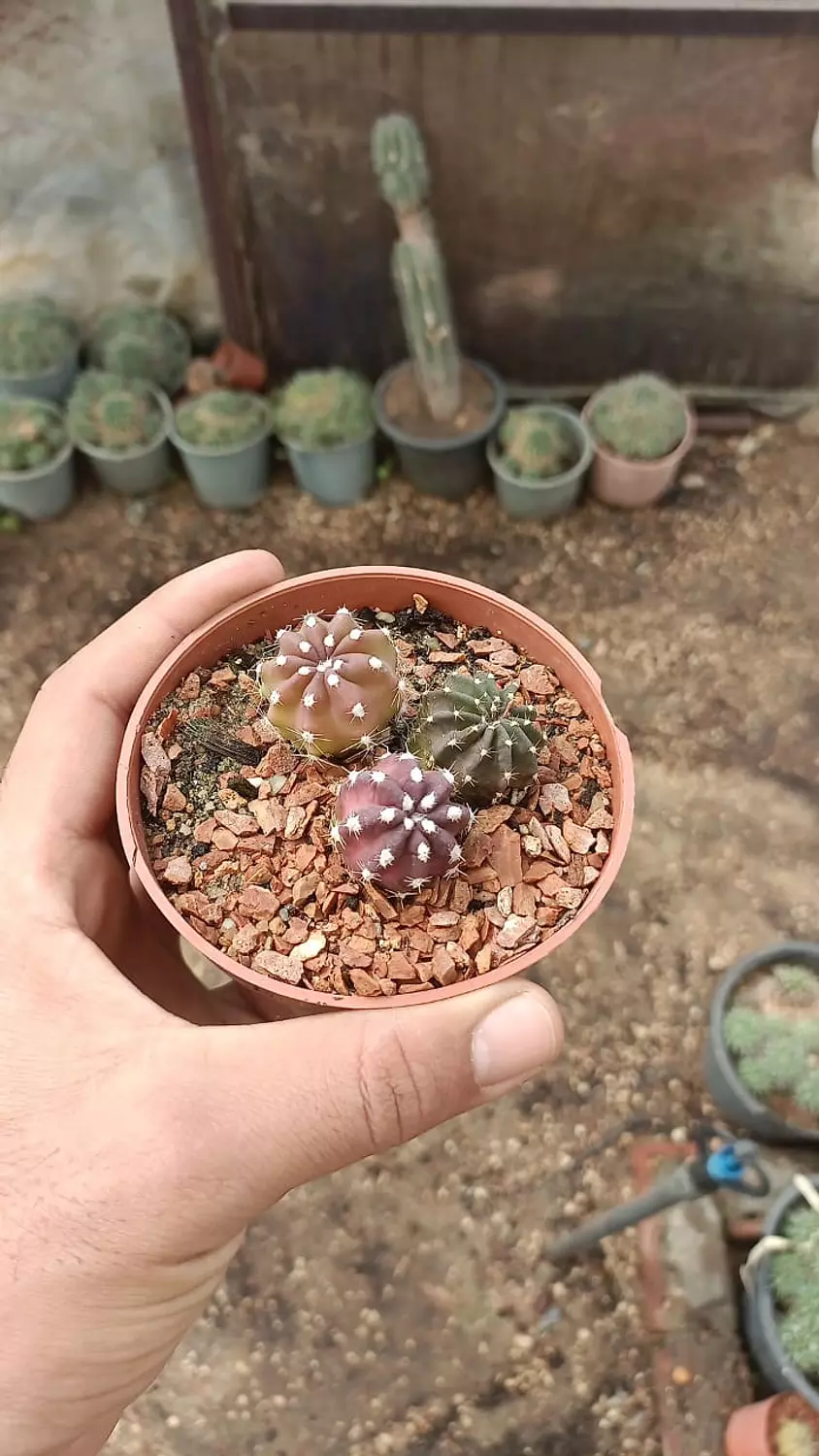 Moon Cactus  3