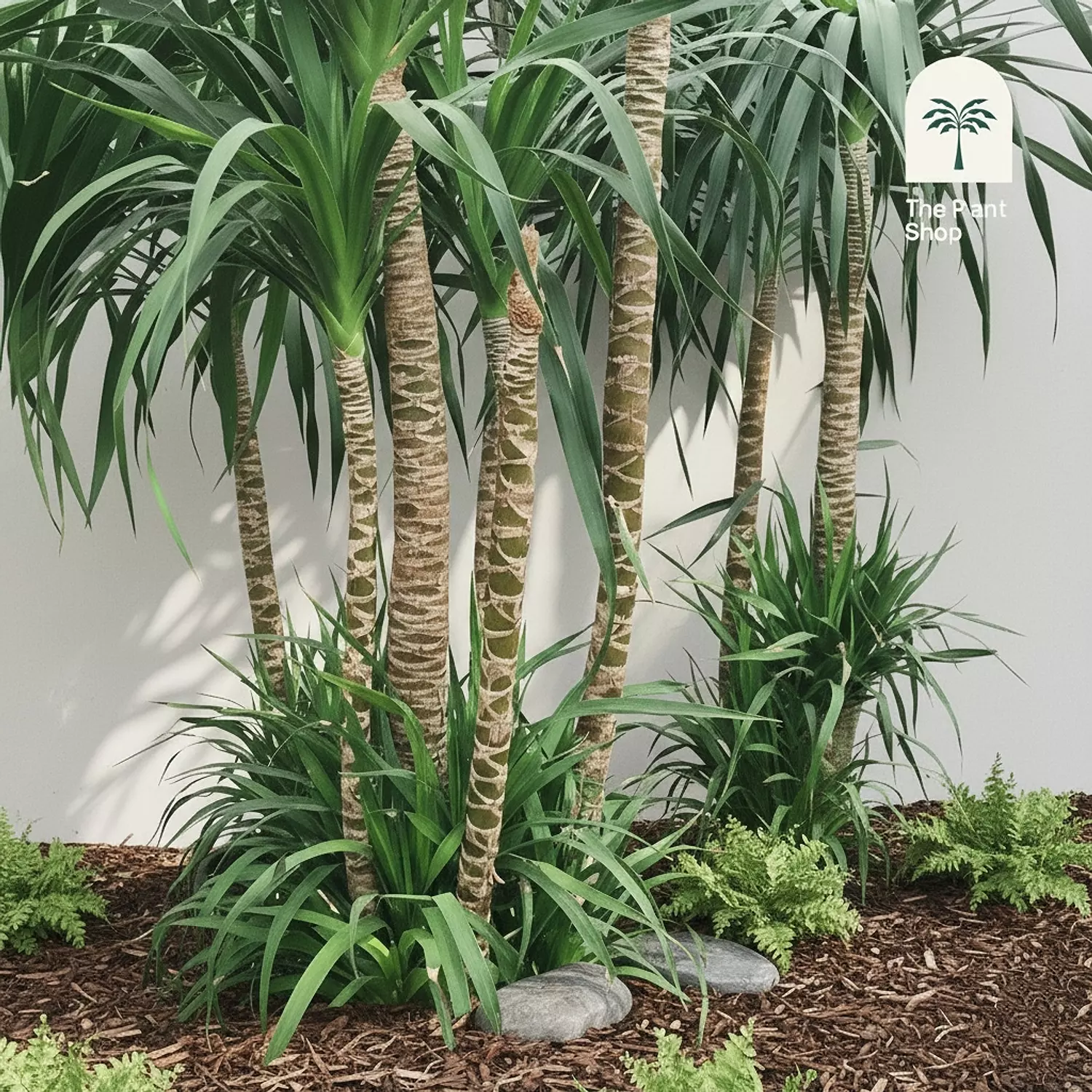 Dracaena Draco 4