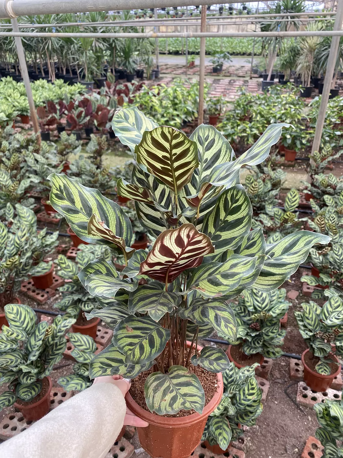 Calathea Makoyana 1