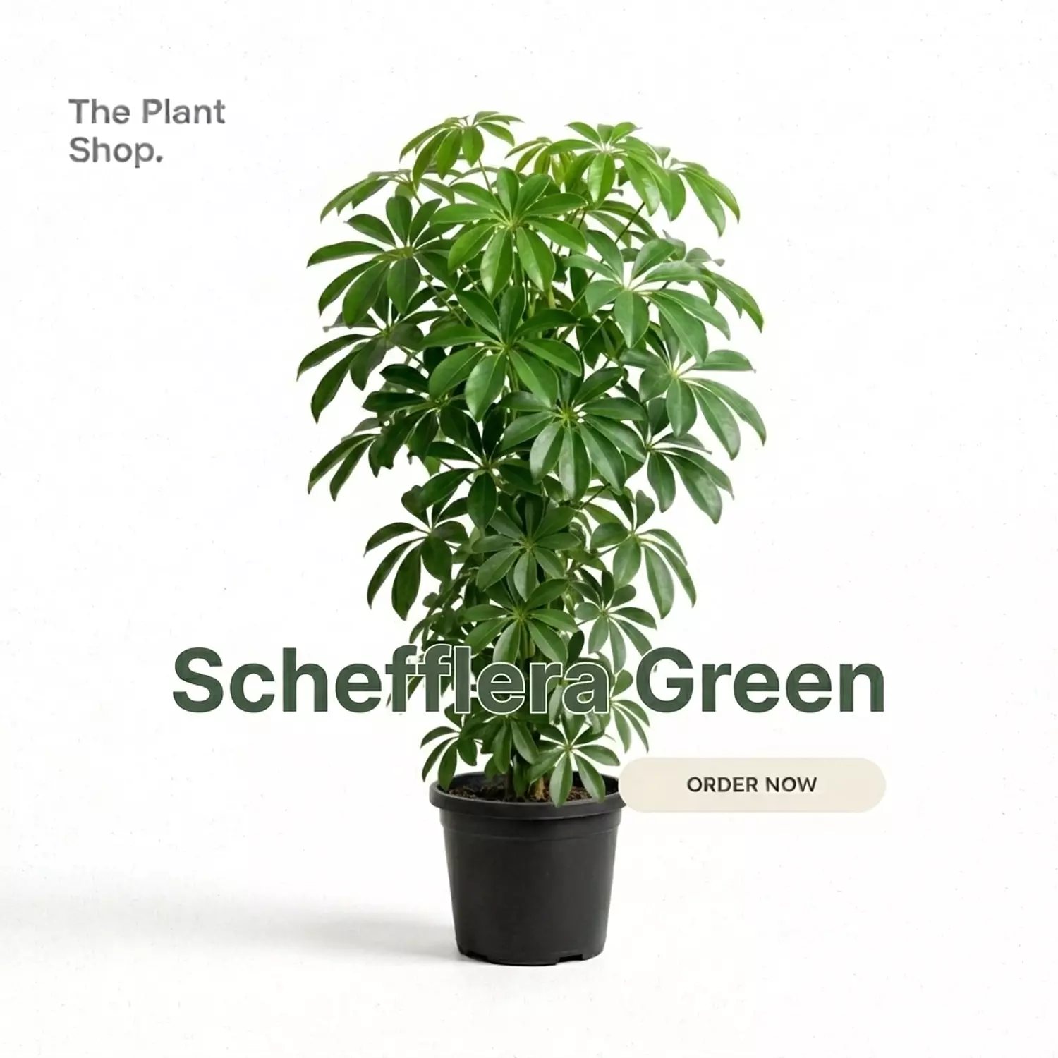 Schefflera Green image