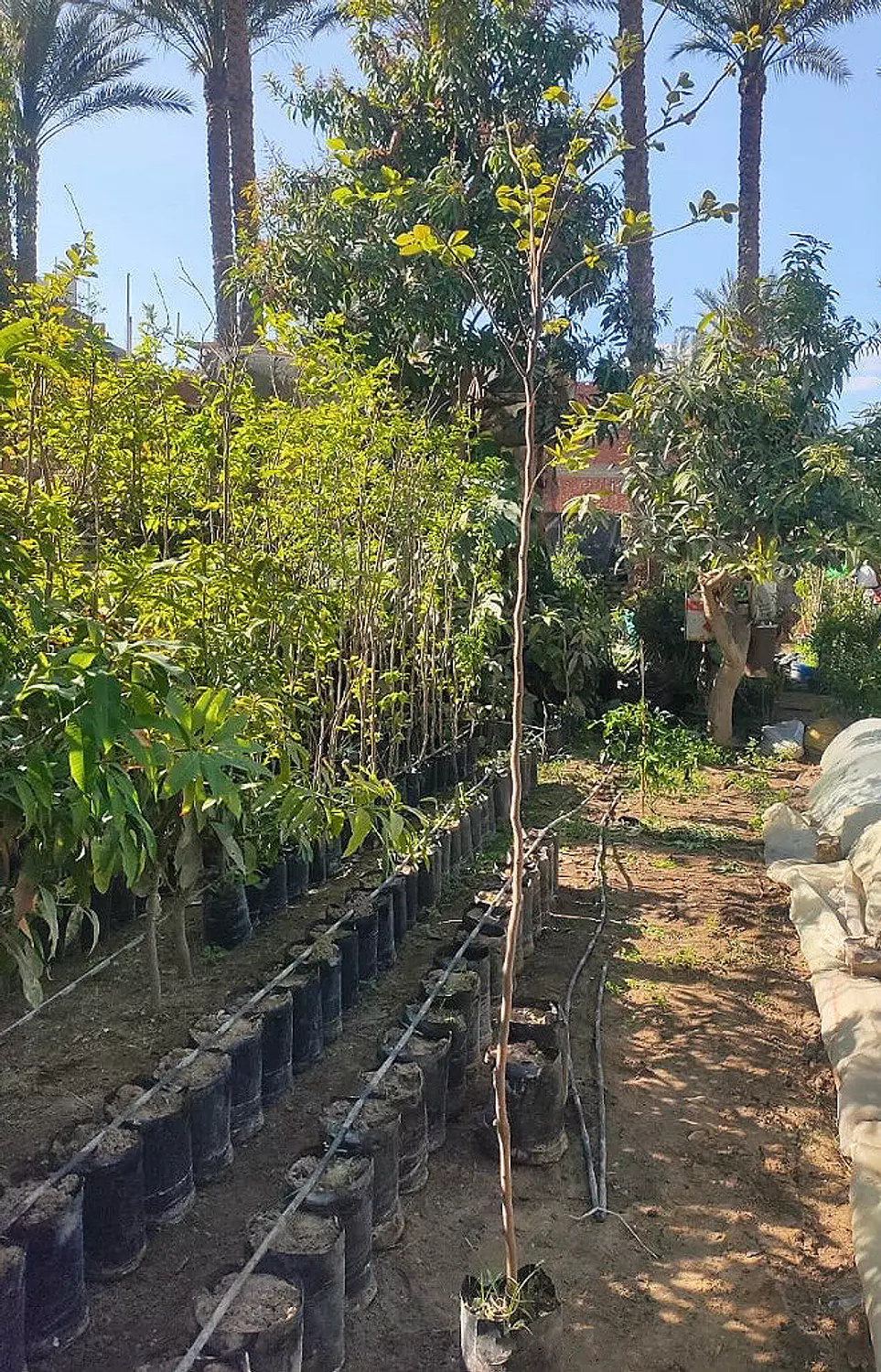 Kaka Tree  hover image