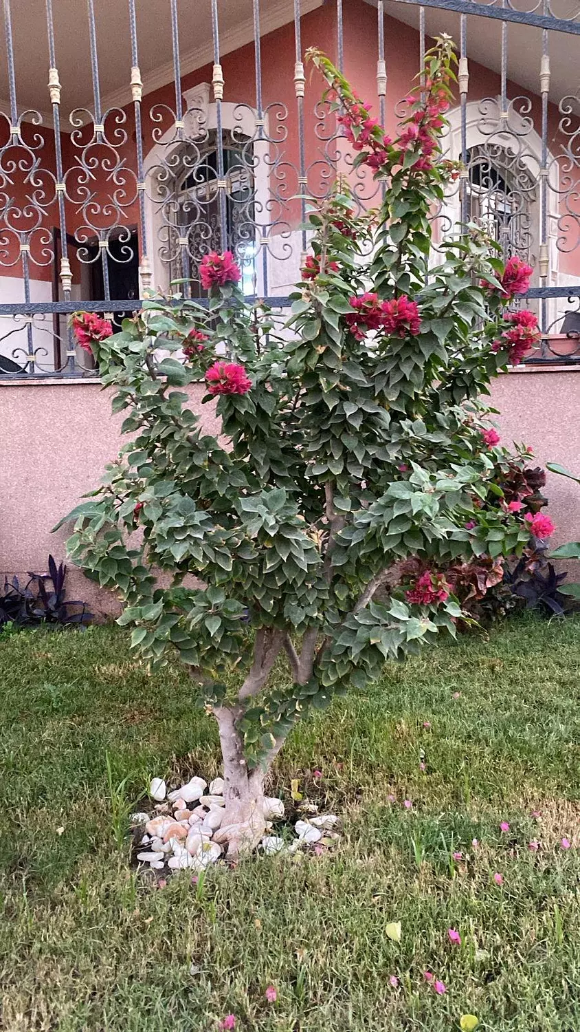 Bougainvillea Bonsai  image