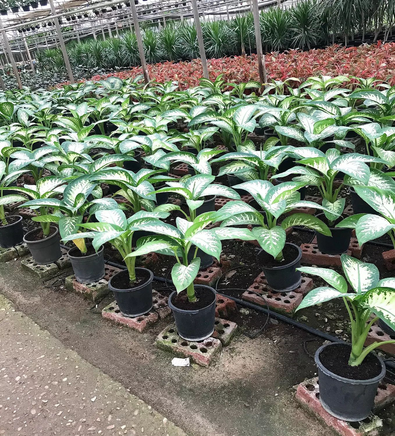 Dieffenbachia Tropic Snow 5