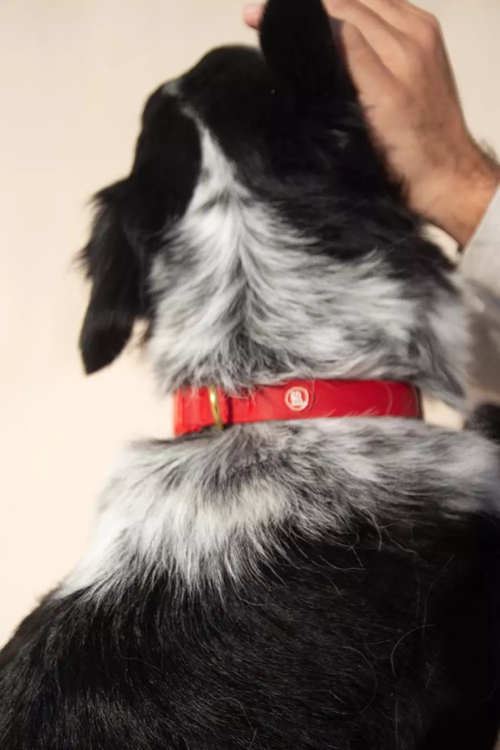 Essential Dog Collar 5