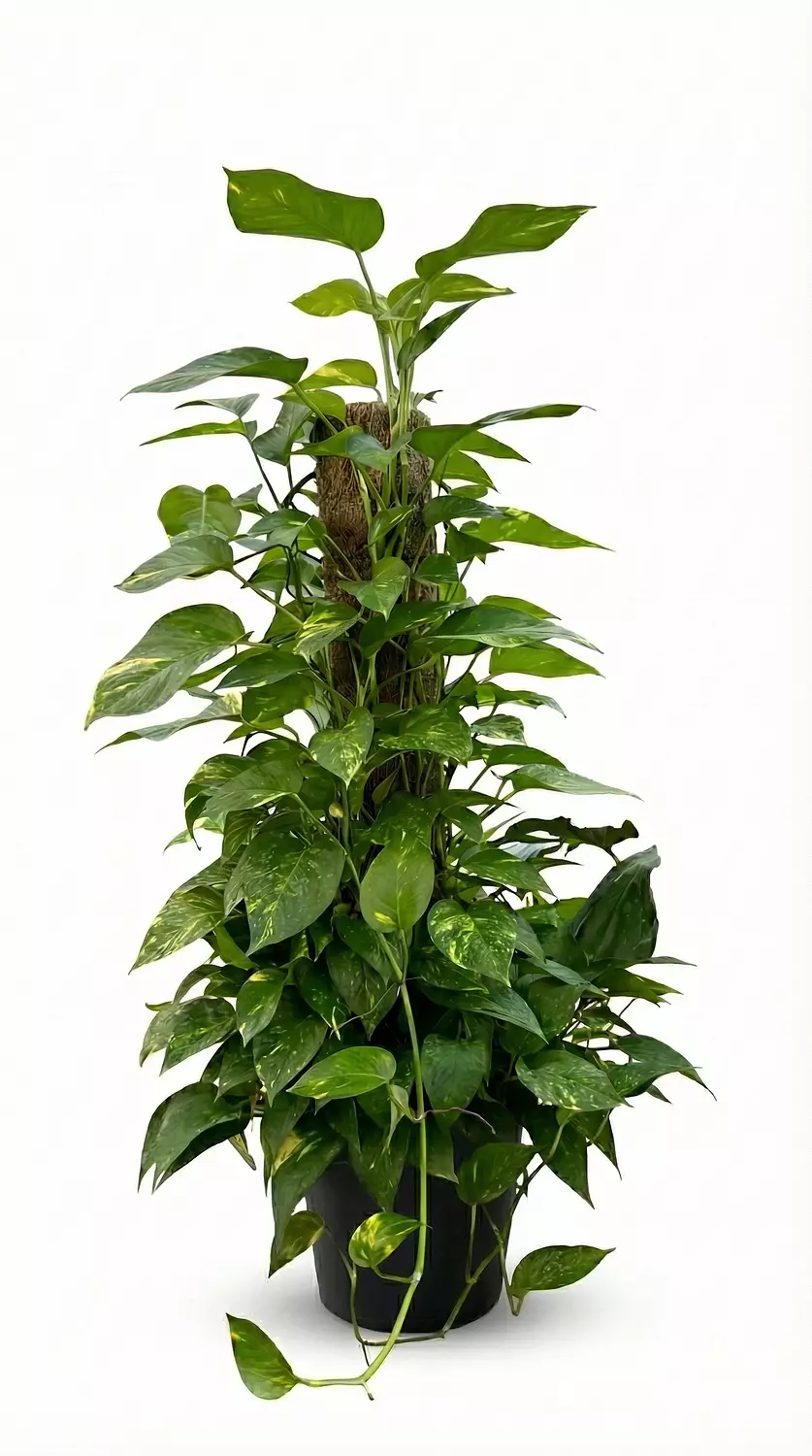 Giant Golden Pothos (Stick) 2