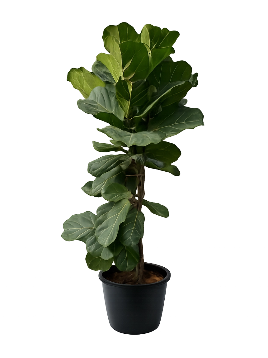 <h4 style="text-align: center"><span style="color: #2E2A26"><strong>Fiddle Leaf Fig</strong></span></h4>