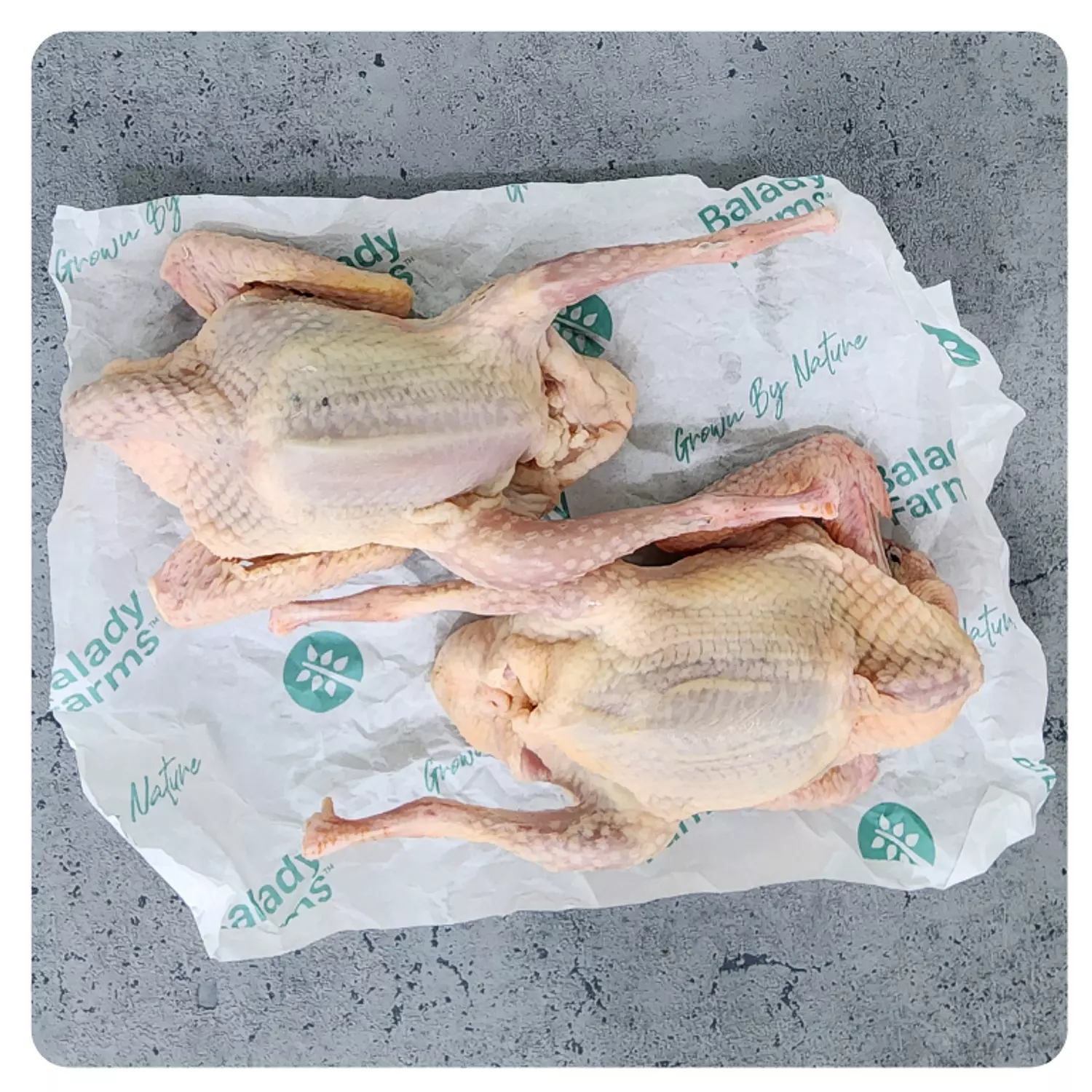 Pairs of Pigeon (Per Two)  hover image