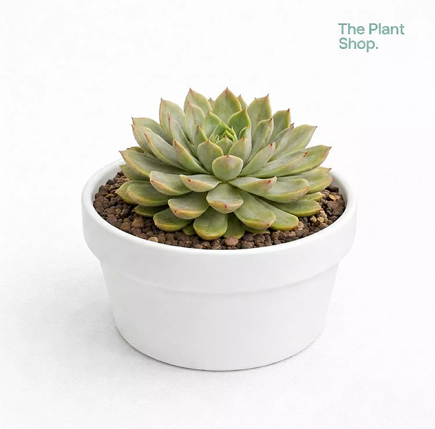 Jumbo Echeverias (1) image