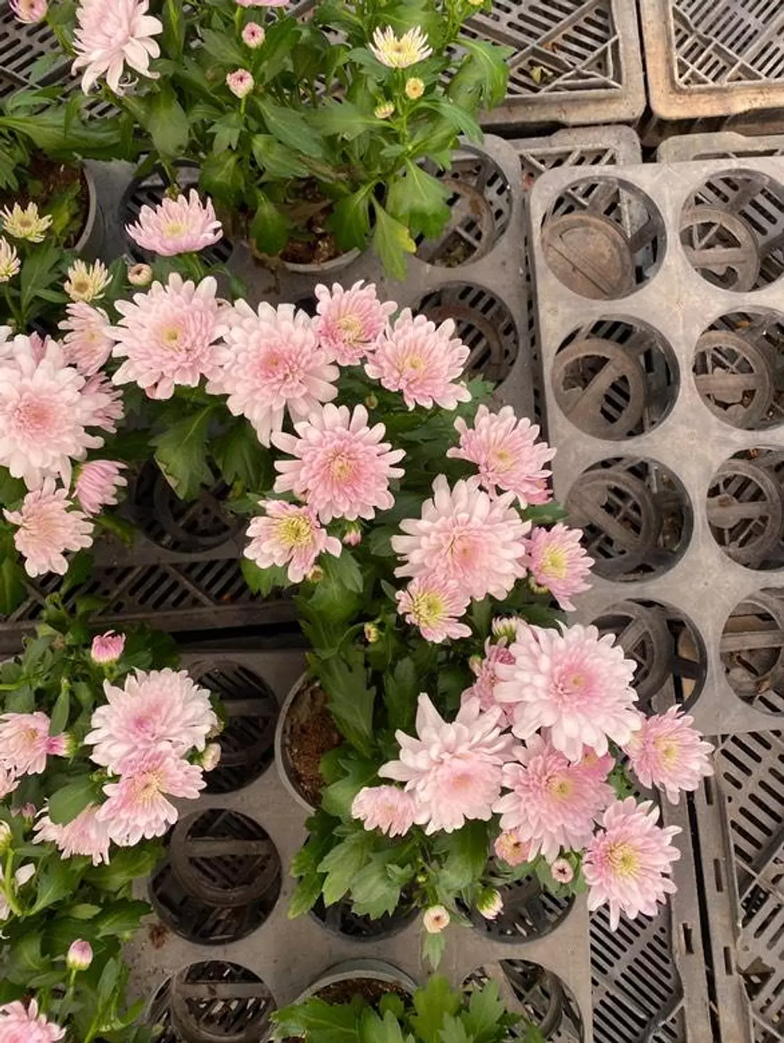 Chrysanthemum  2