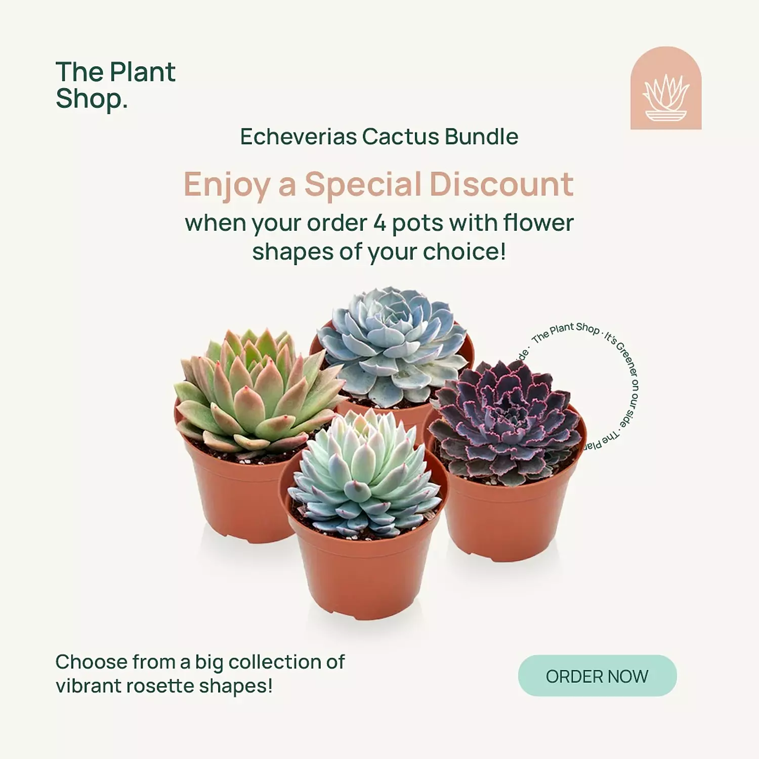 Bundle of 4 Echeveria Cactus image