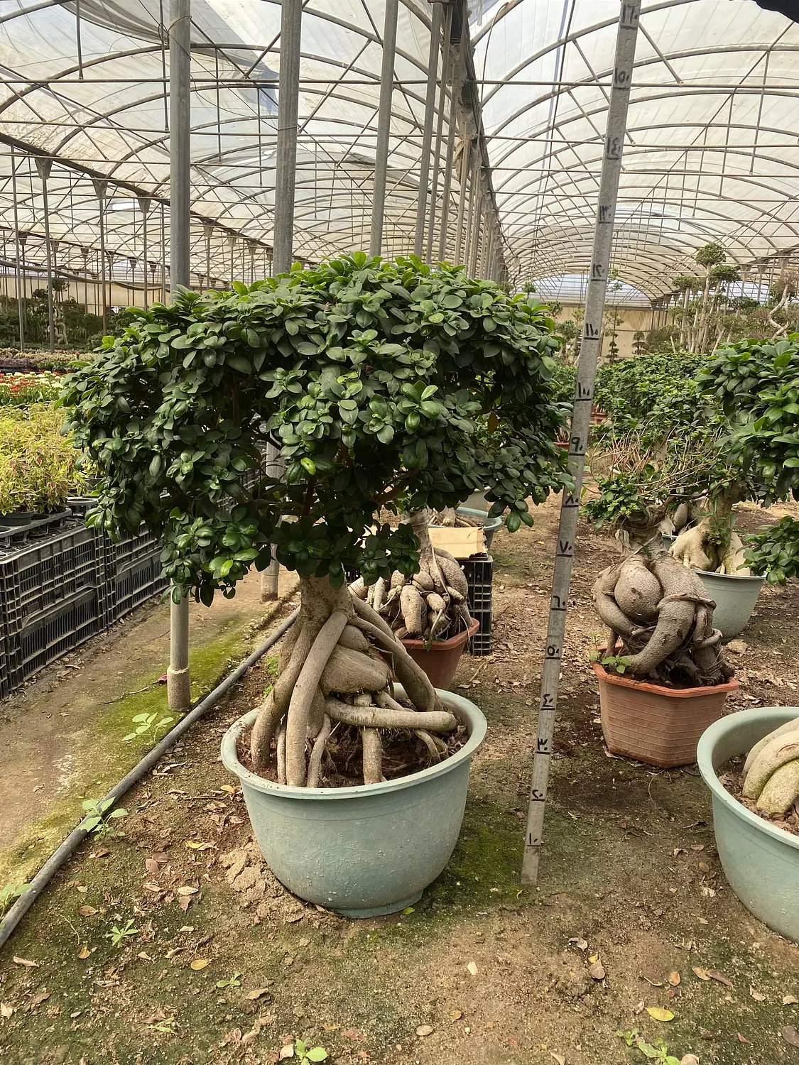 The Dome Size 6 hover image