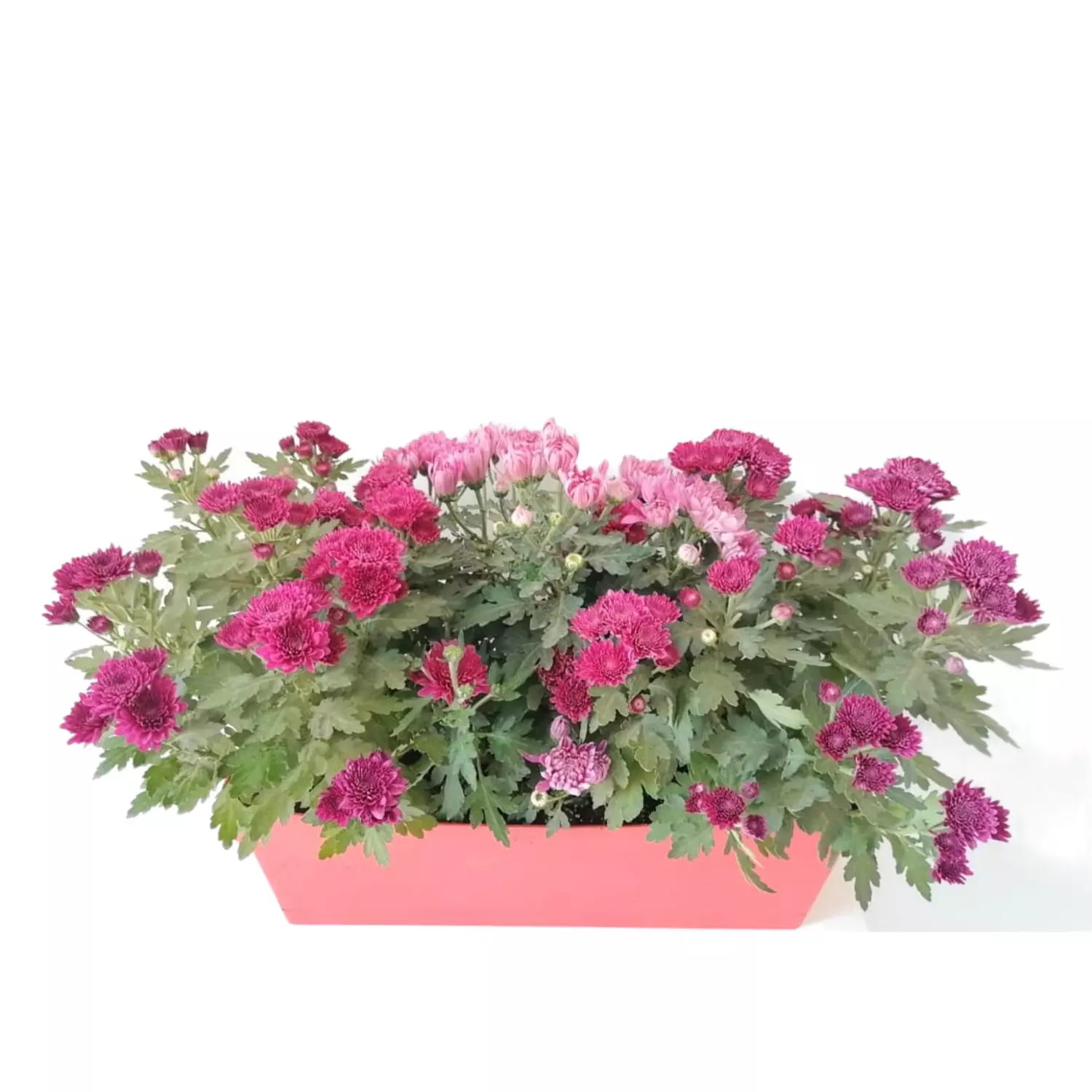 Garden Mum hover image