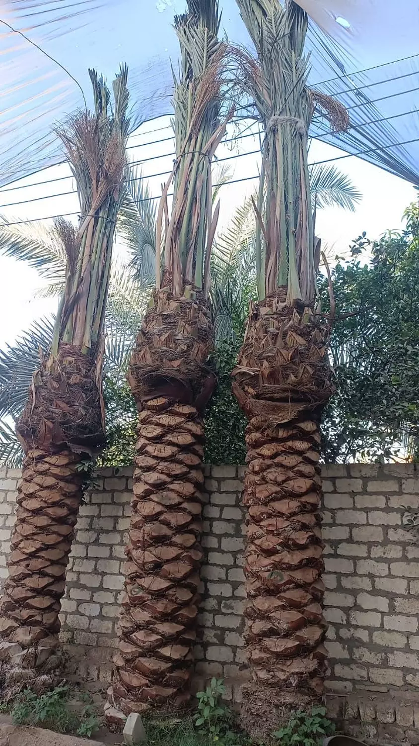Barhi Date Palm 3