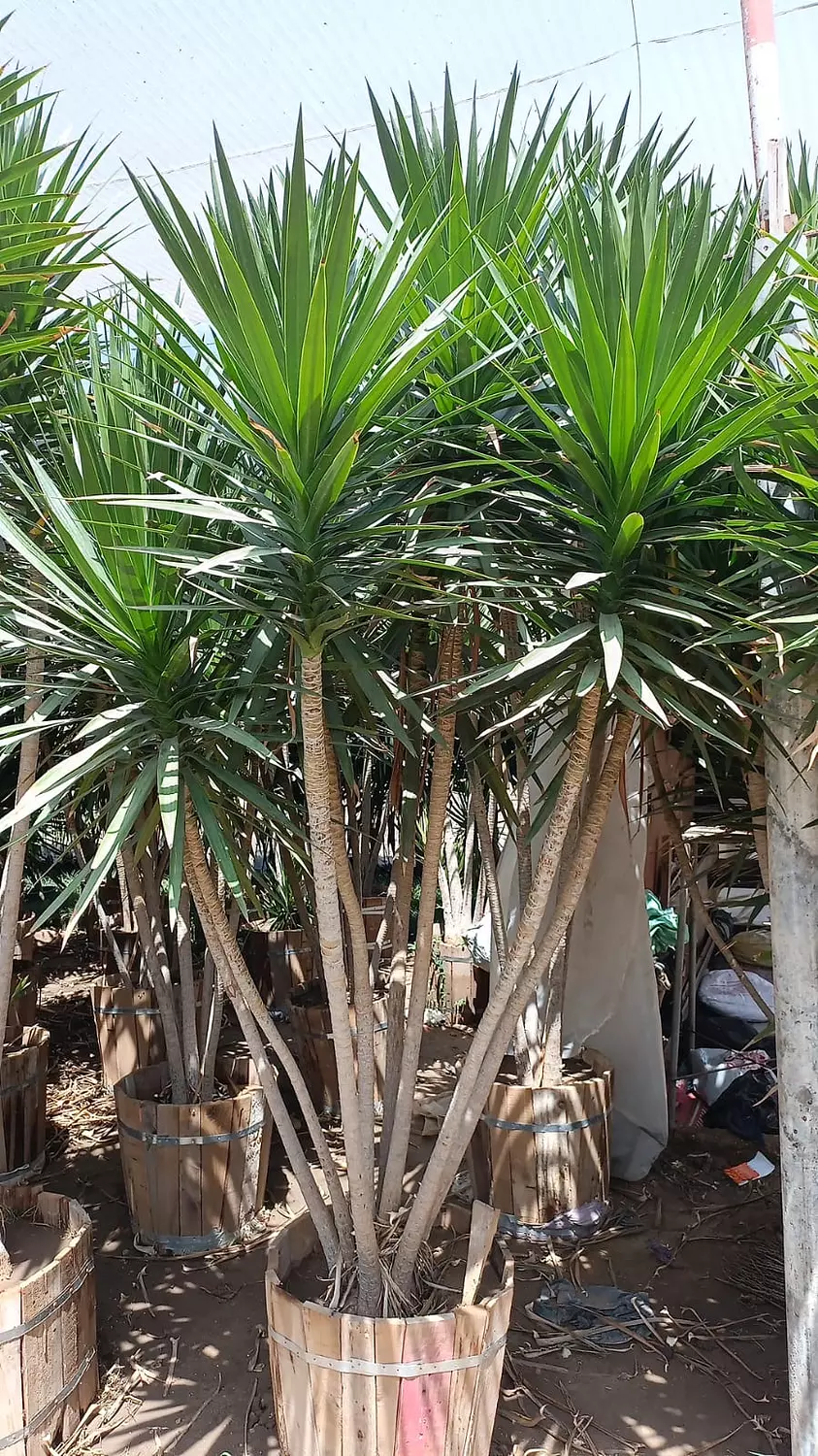   Dracaena Santa Rosa Outdoor  2