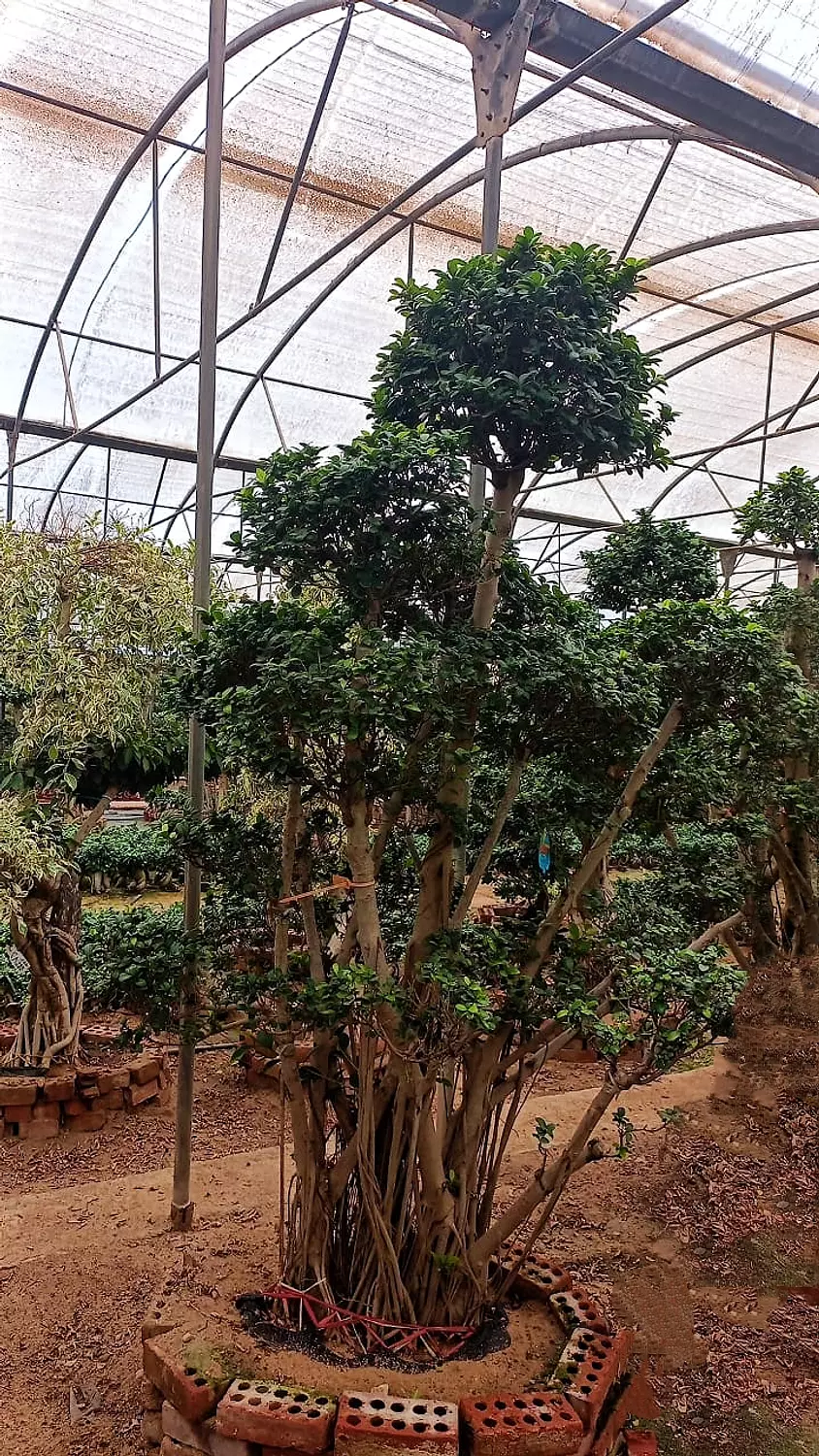 OKURA image