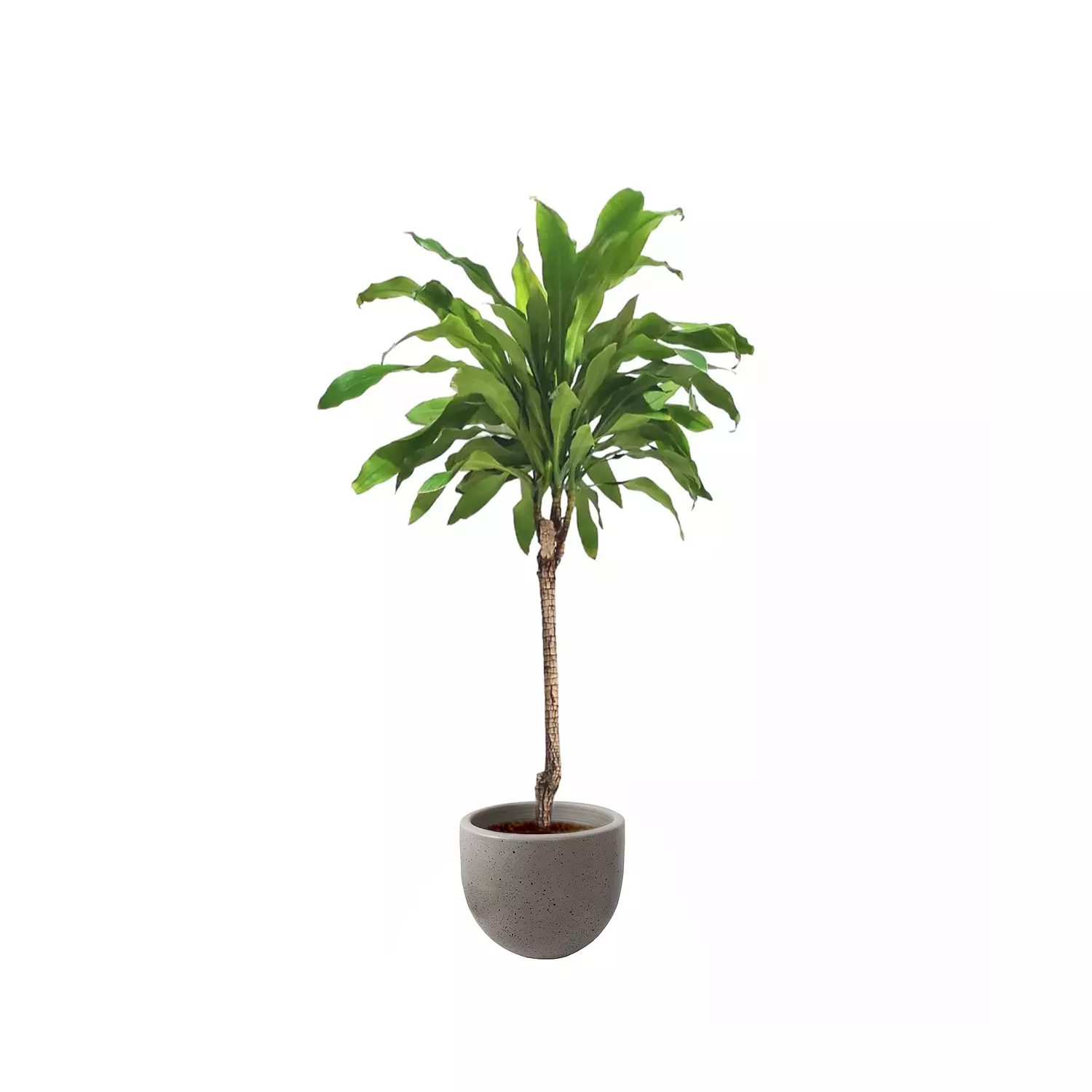 Dracaena fragrans 12
