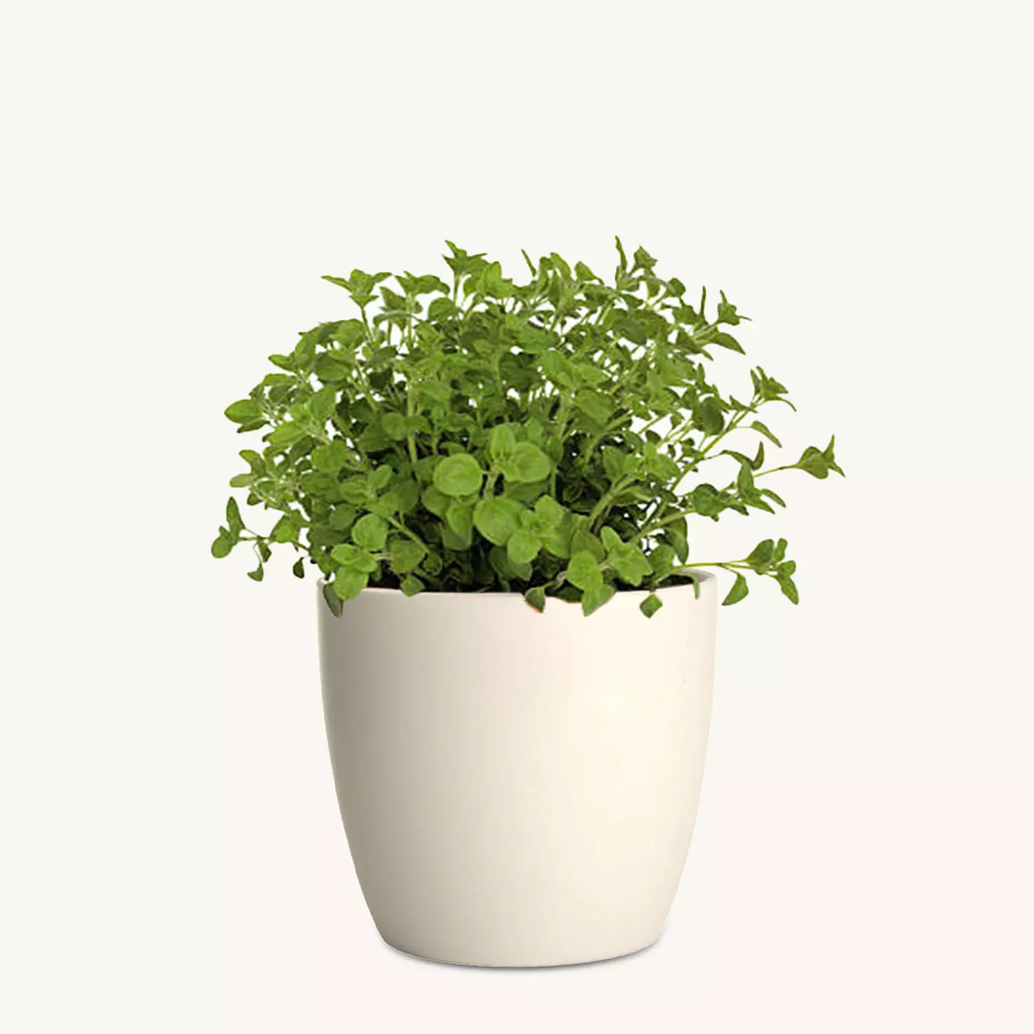 Marjoram image
