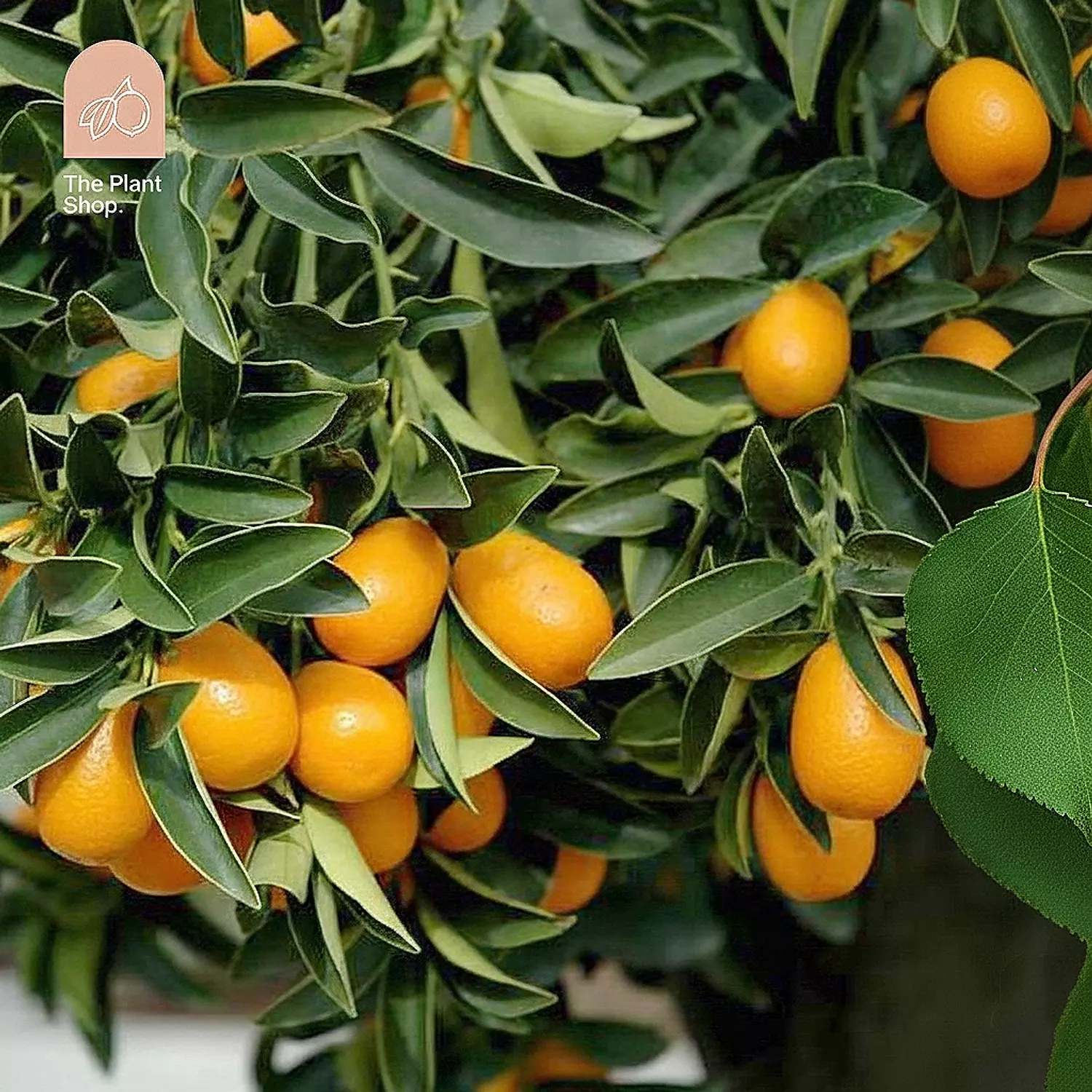 Kumquat Tree  image