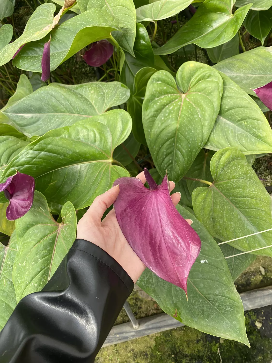Anthurium Purple  2