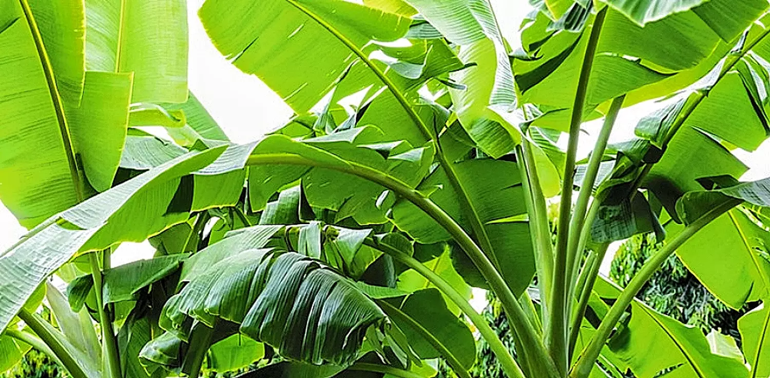 Banana  2