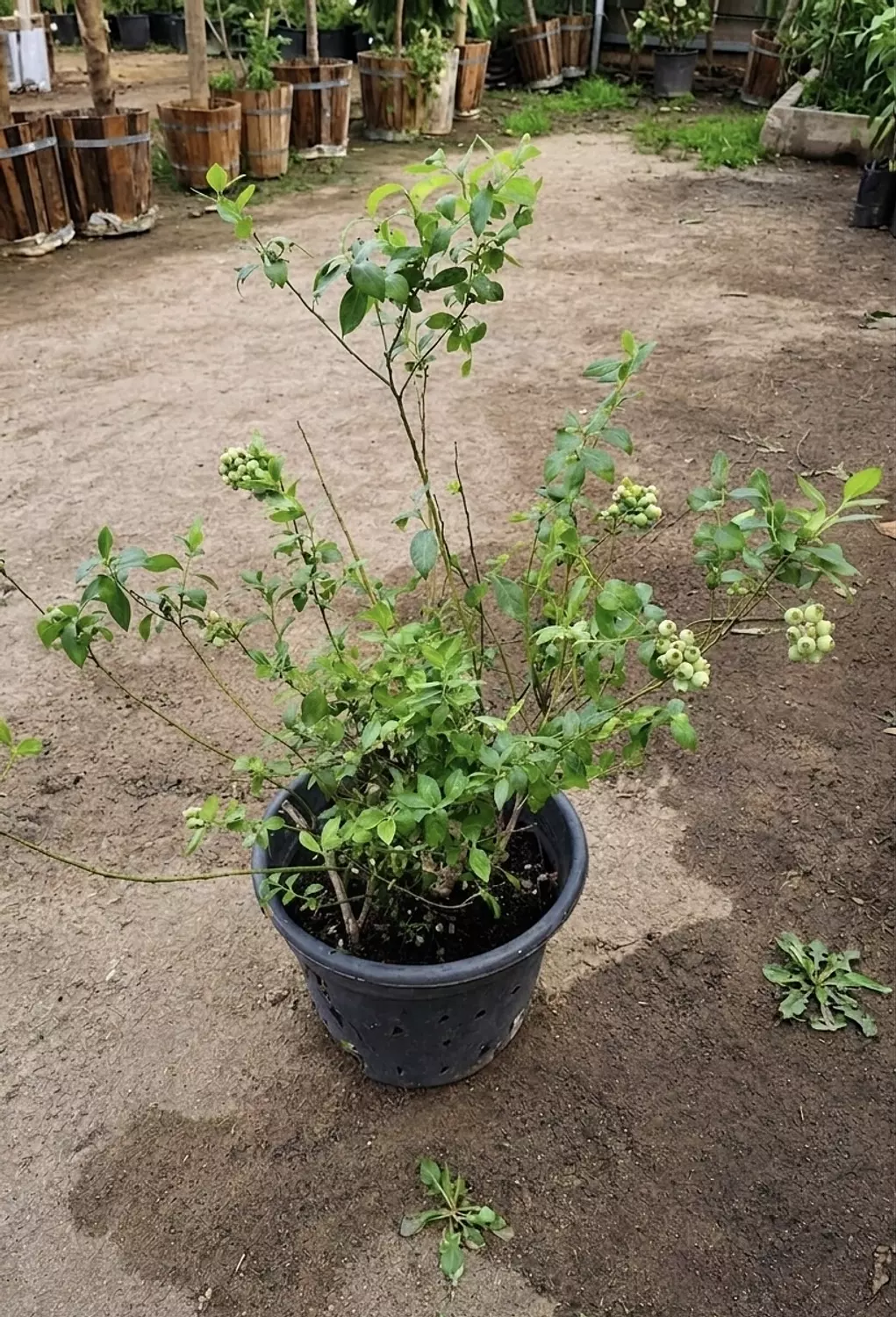Blue berry Tree 3