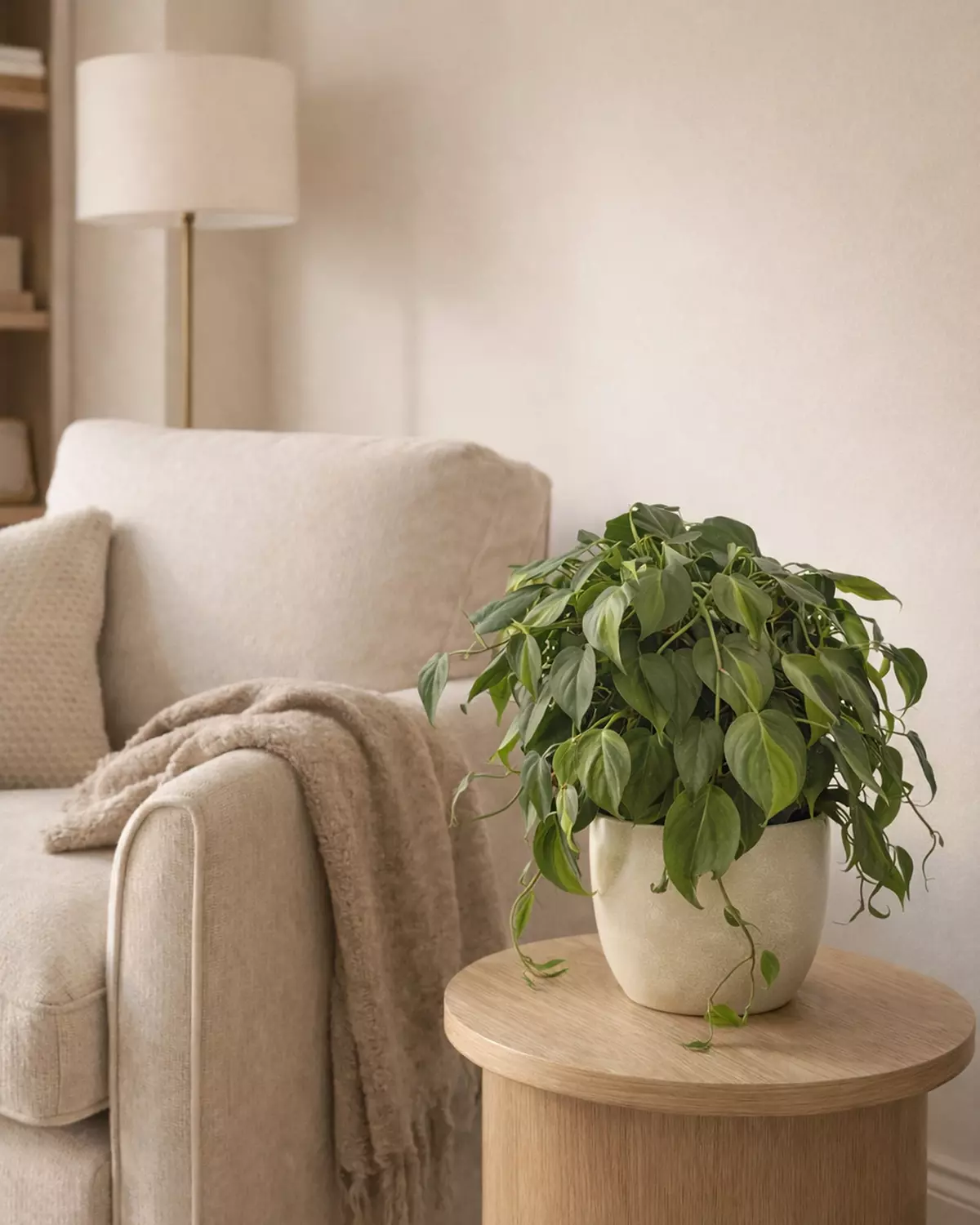 Heartleaf Philodendron image