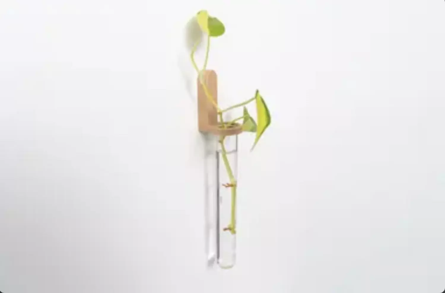 Test Tube Propagation Mount image
