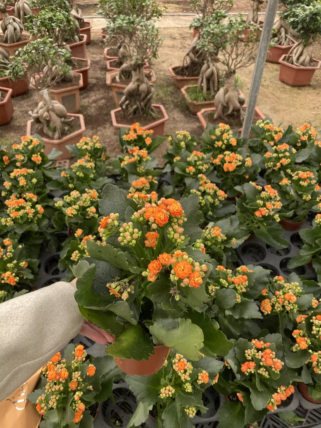 Florist Kalancheo 11