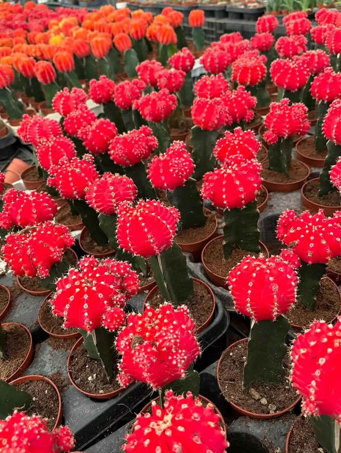Neon Cactus image
