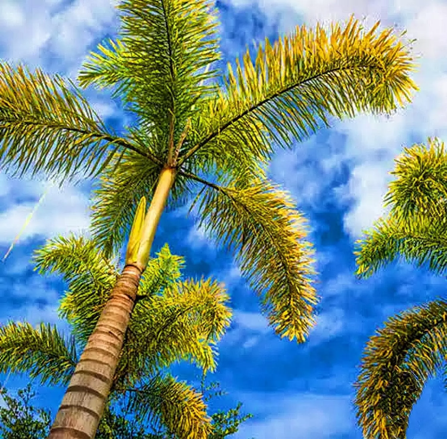 FoxTail Palm image