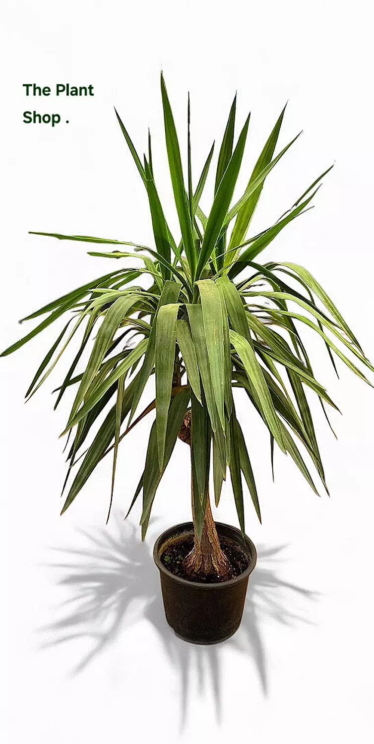 Darcena Yoka hover image