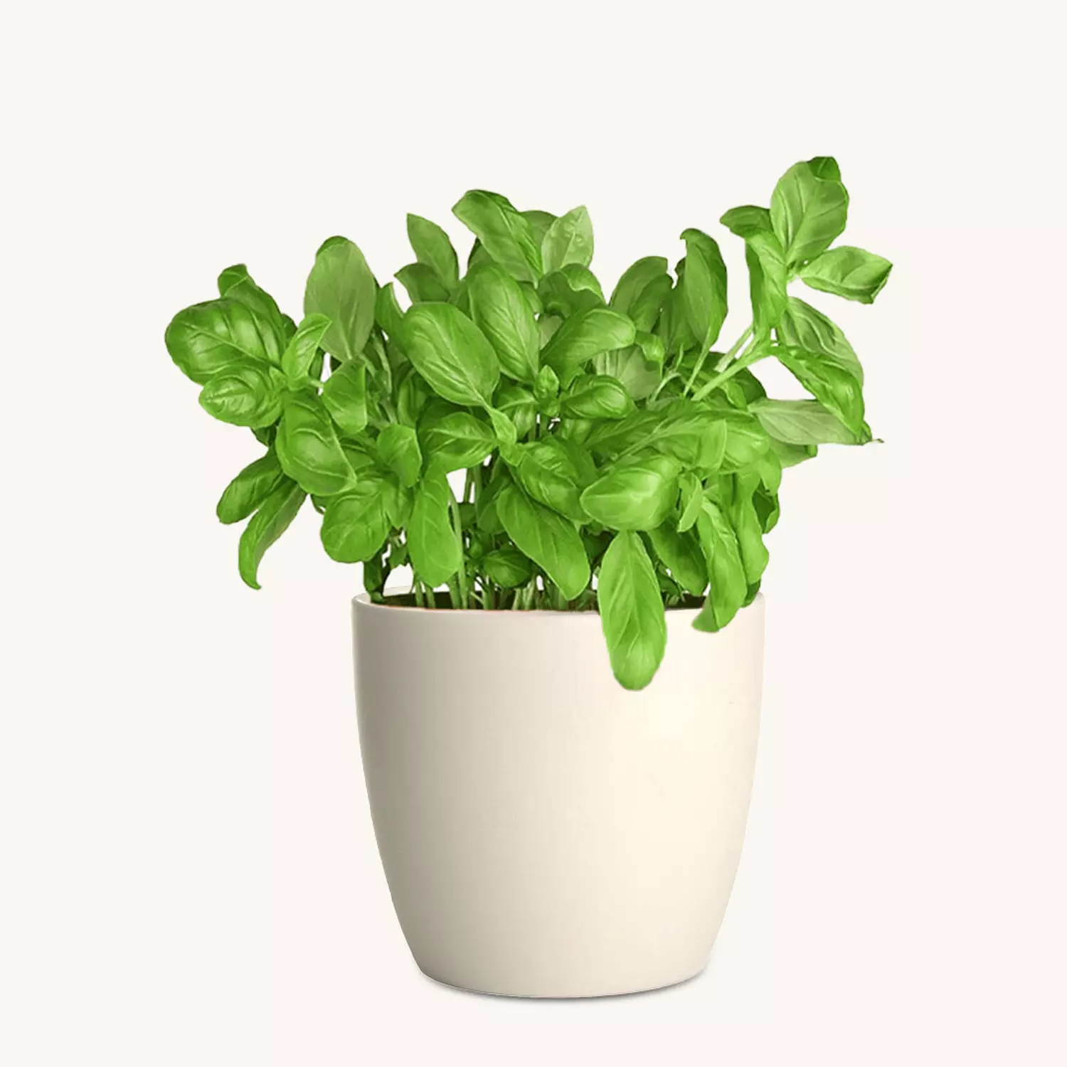 Italian Basil image