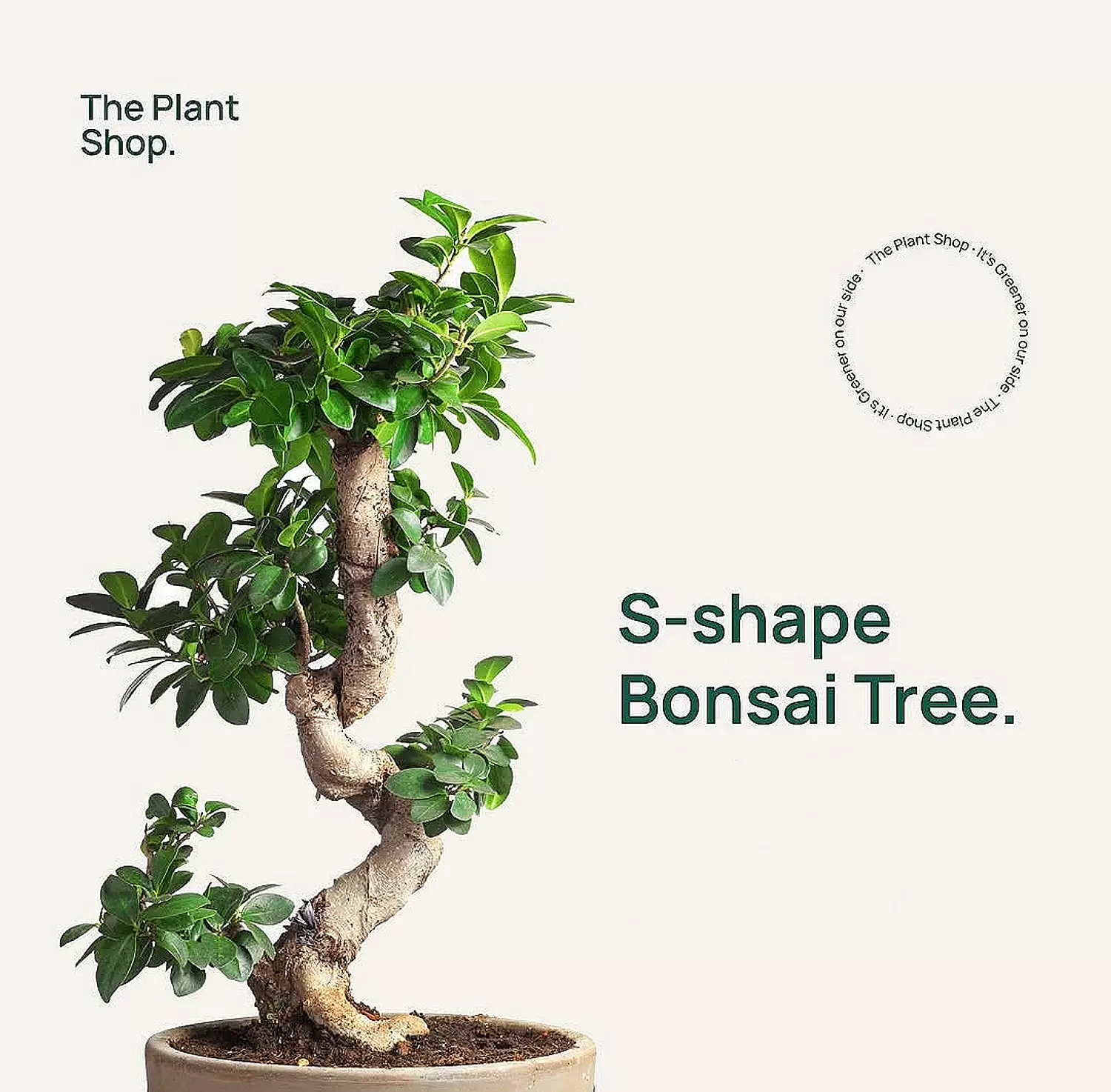 S Shape Bonsai Tree image
