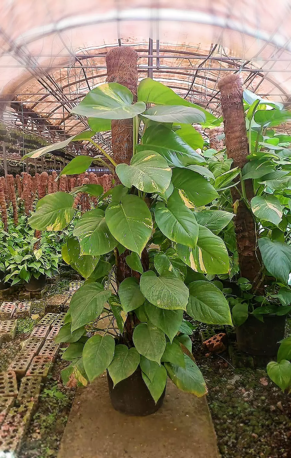 Giant Golden Pothos  hover image