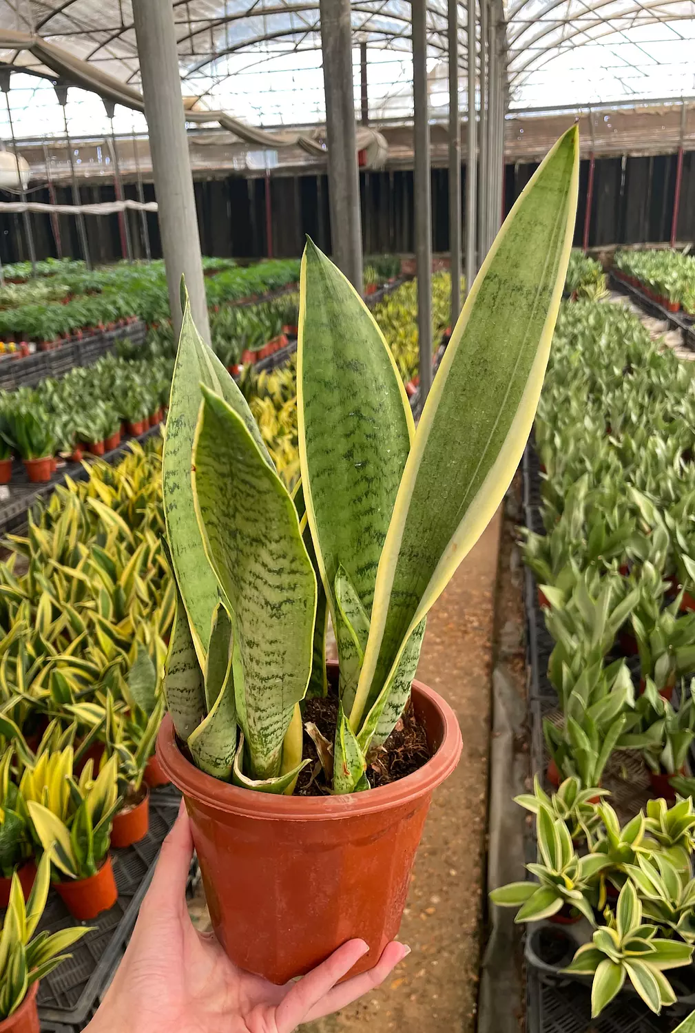 Snake Plant 2