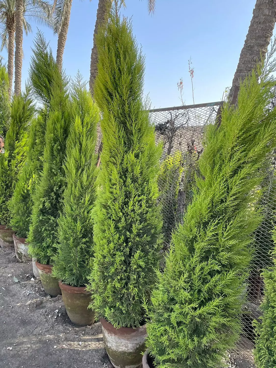Italian Cypress image