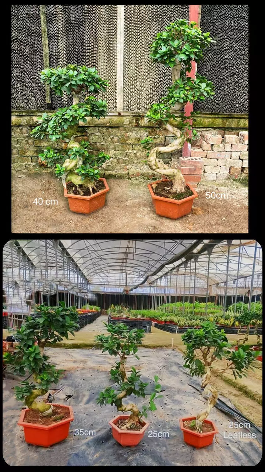 S Shape Bonsai Tree 2