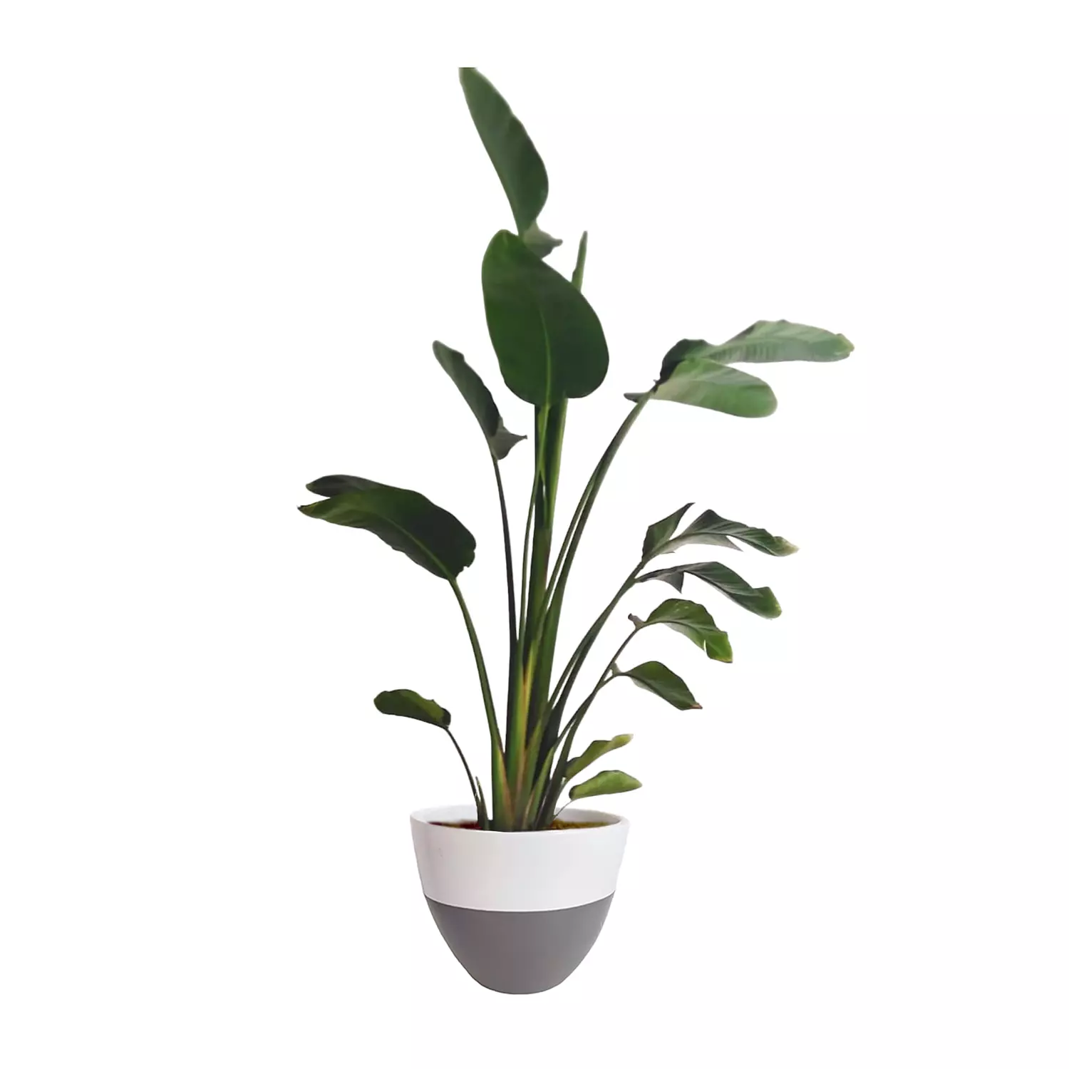 Augusta ''Banana Tree''  12