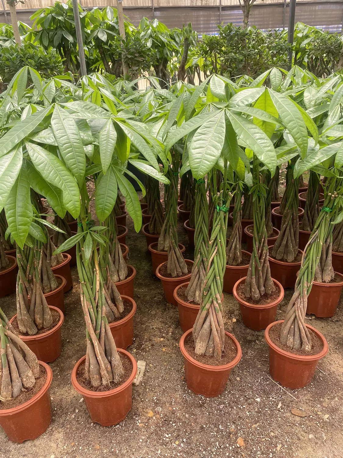 Money Tree 11