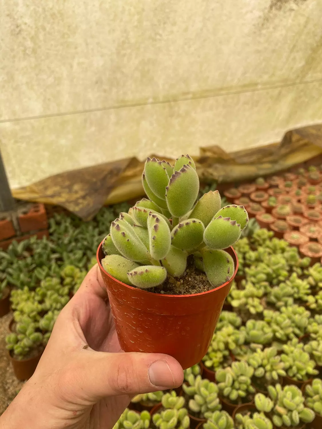Bear Paw Cactus