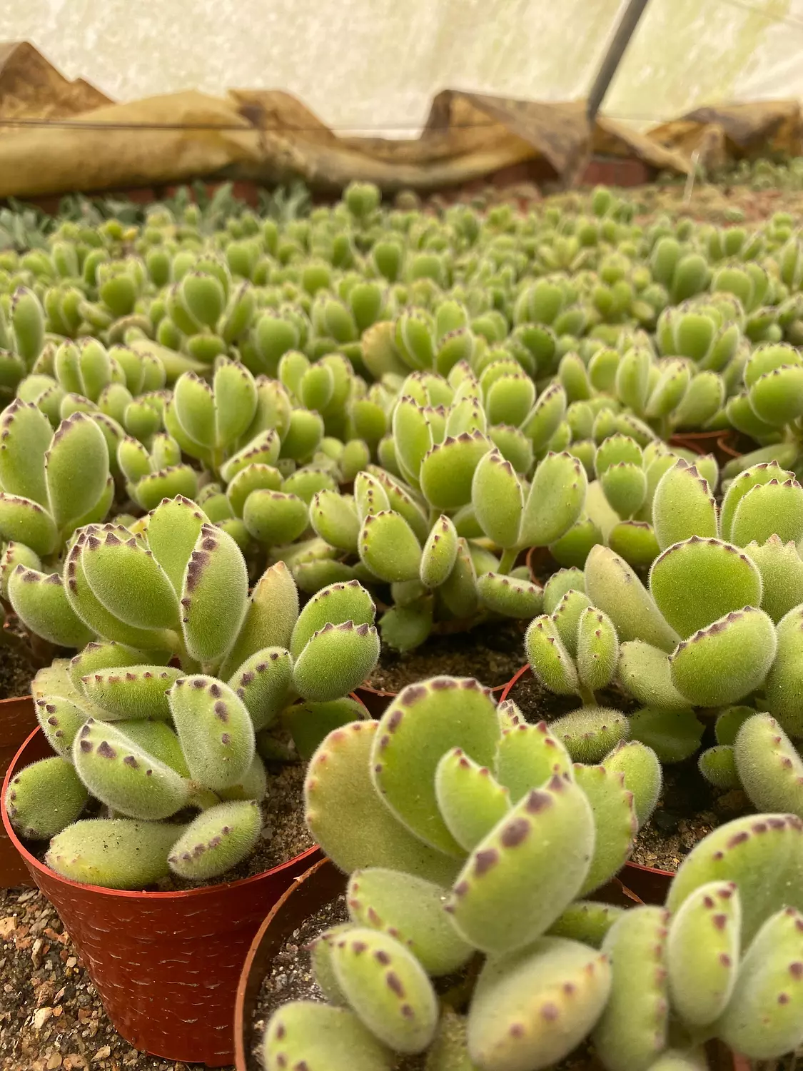 Bear Paw Cactus 1