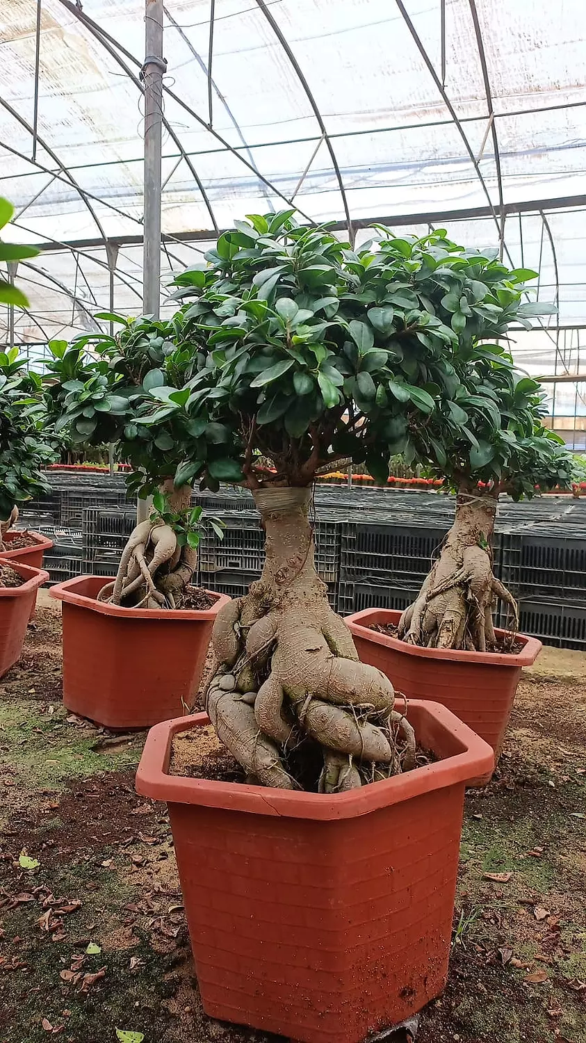 The Domee Size 3 image