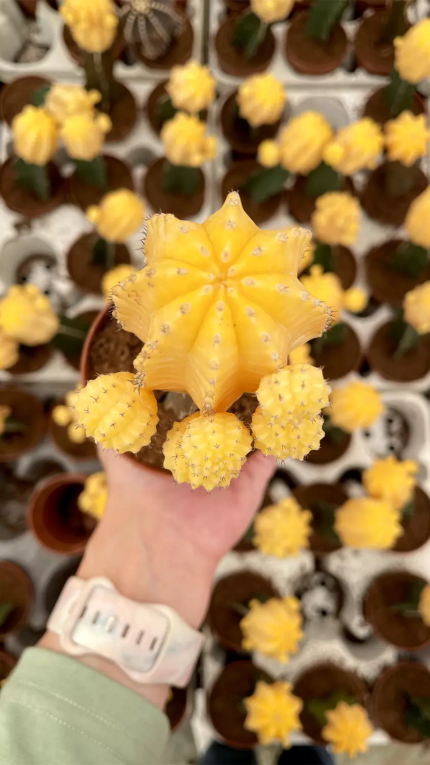 Neon Cactus 2