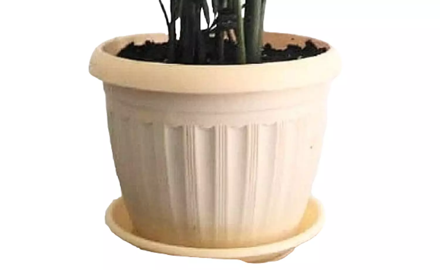 Asparagus 4