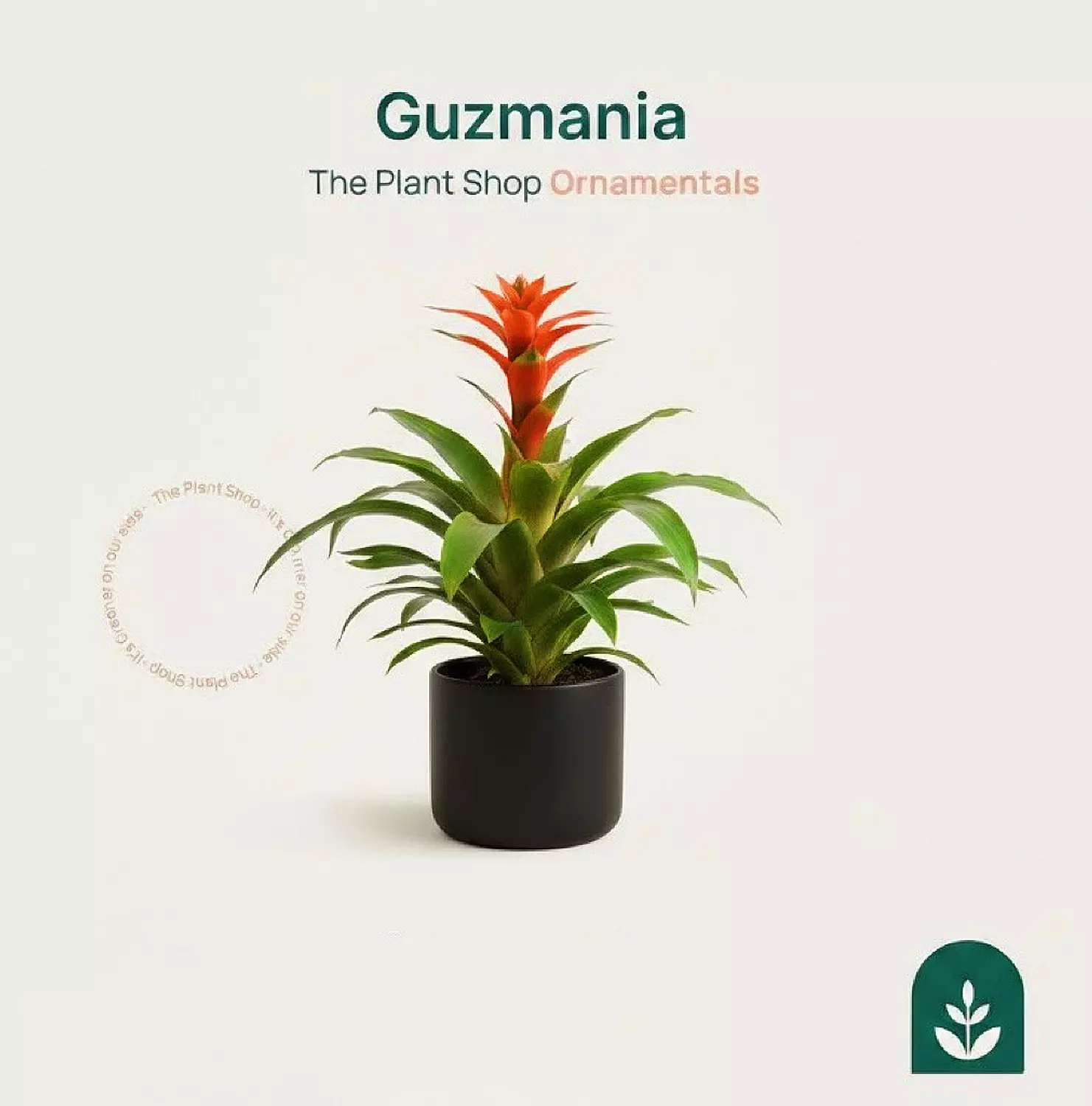Guzmania image
