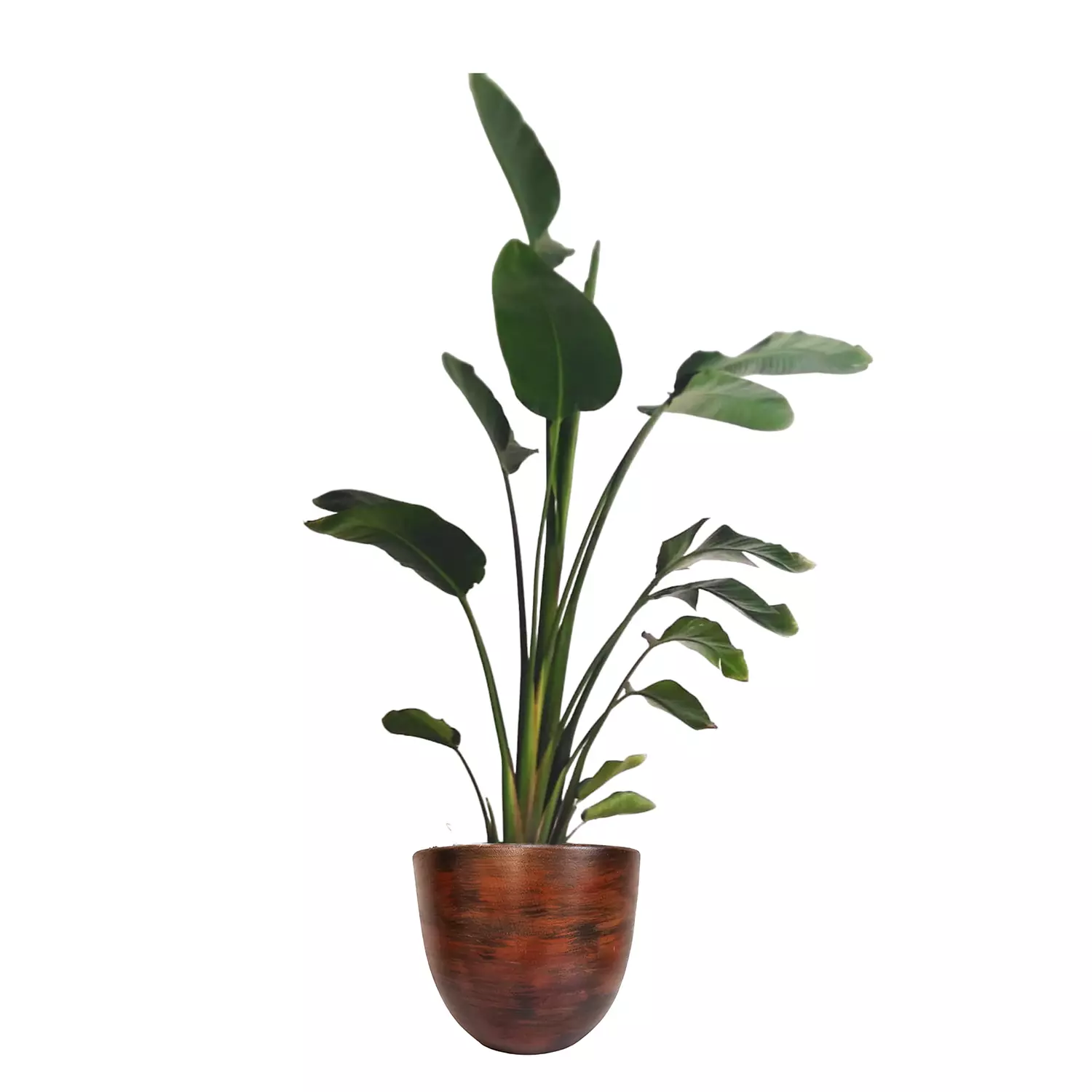 Augusta ''Banana Tree''  14