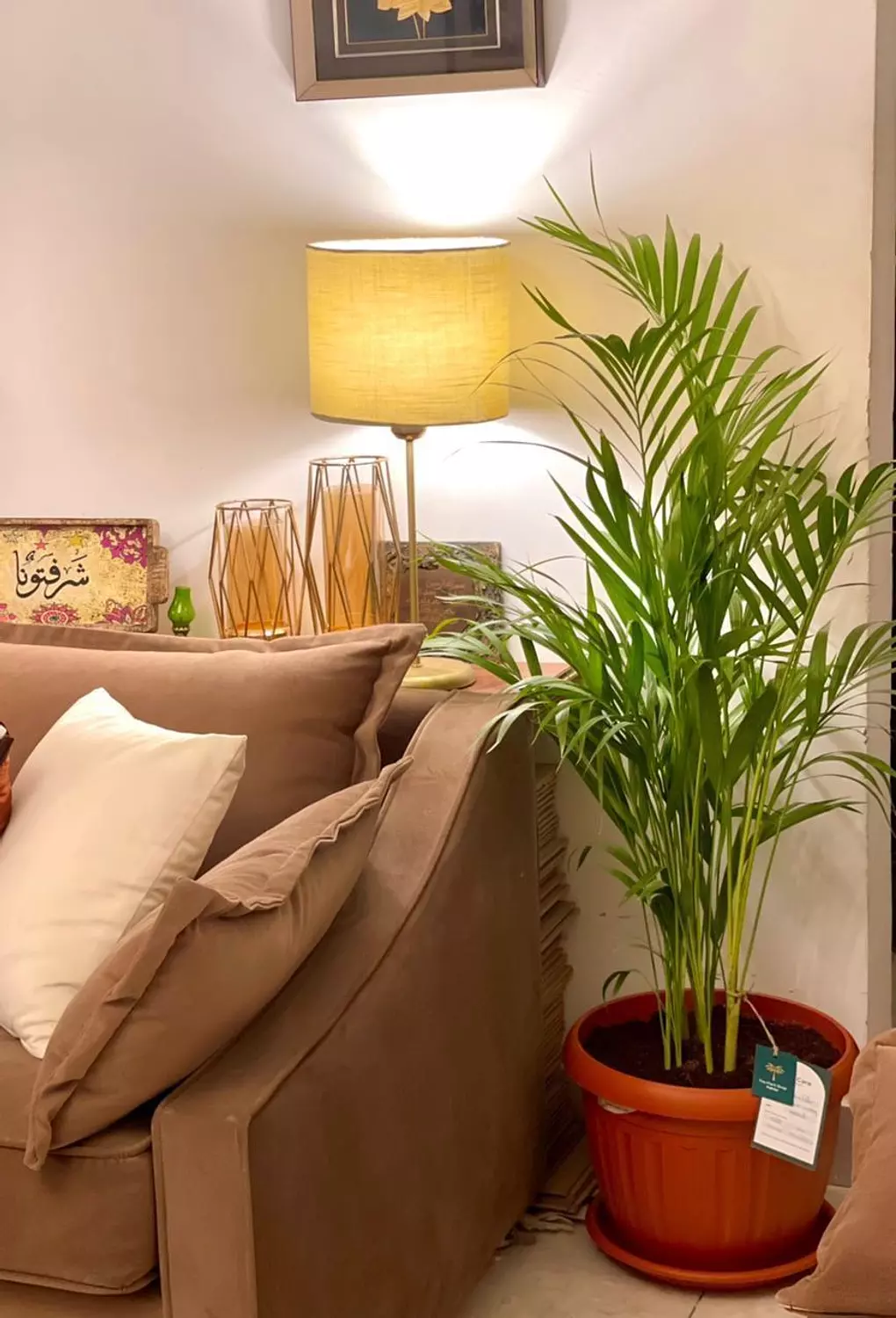 Yellow Areca Palm 4