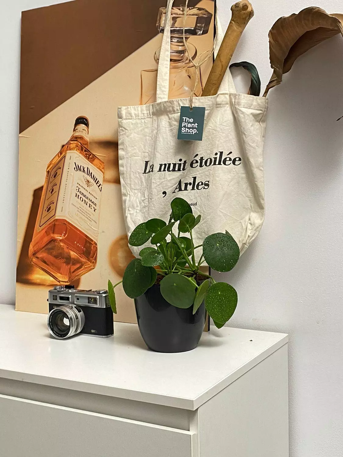 Pilea ( Chinese Money ) 3